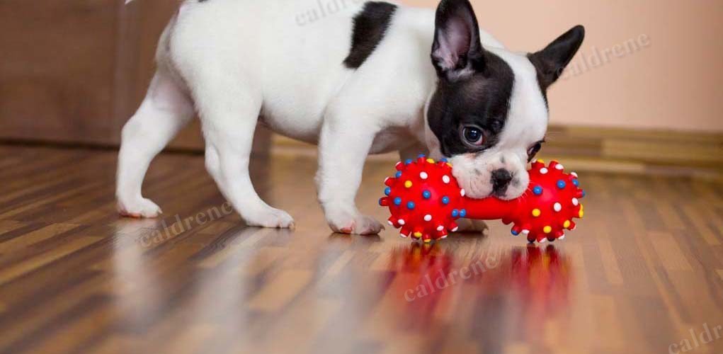 Chew and Squeaky Dog Toys, 6 Pack – view 7