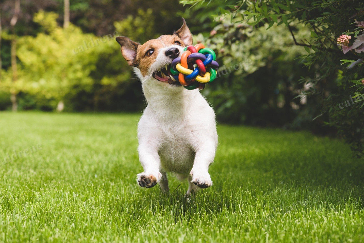Chew and Squeaky Dog Toys, 6 Pack – view 9