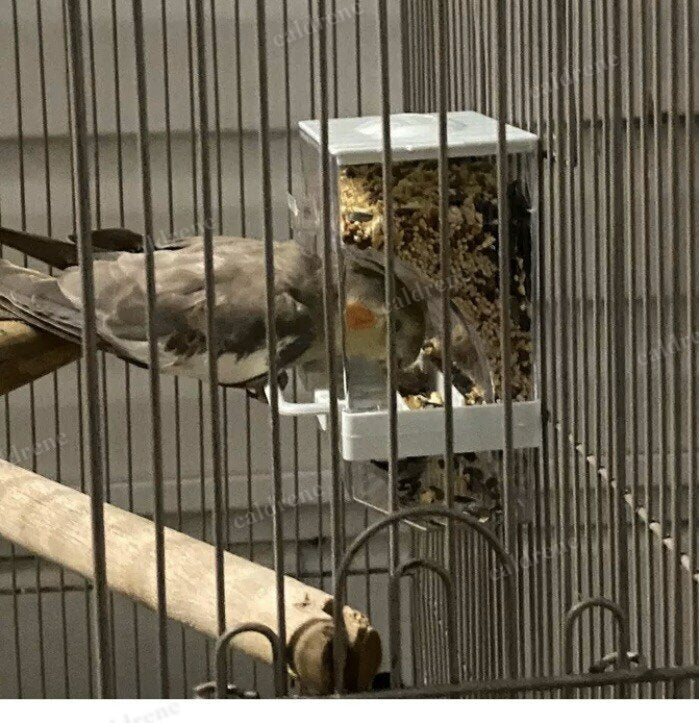 No-Mess Automatic Bird Feeder with Seed Guard – view 8